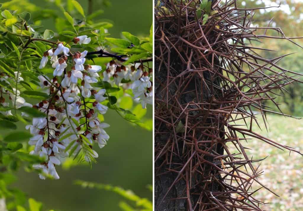 Black Locust tree and Honey Locust thorns