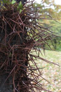 Thorns of a Honey Locust tree